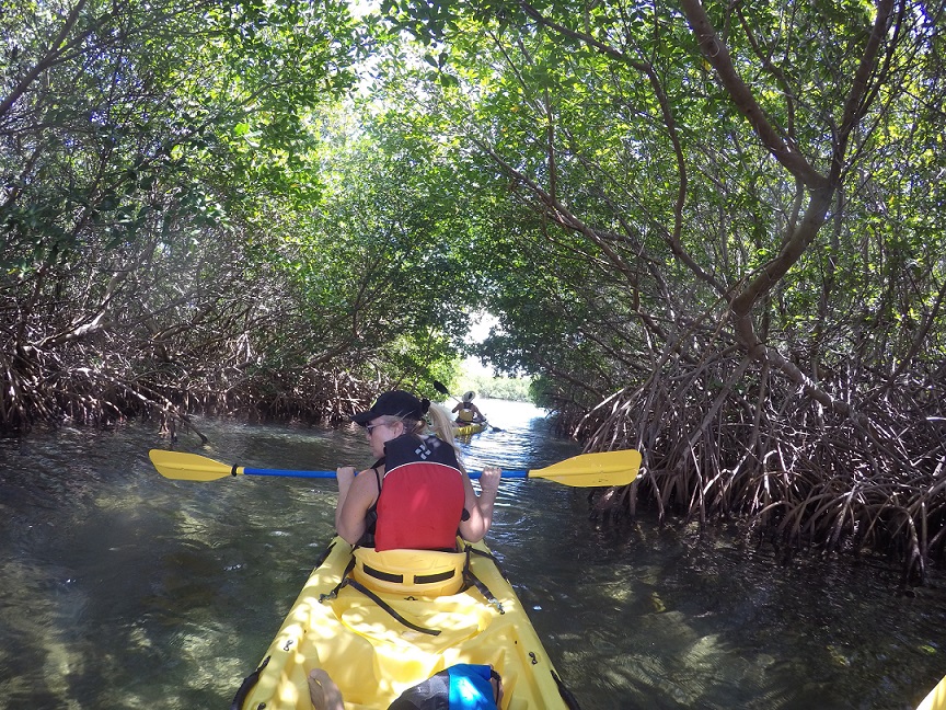 Mangrove en Kayac à St Thomas
